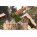 Топор кованный, в сборе, деревянное топорище, 500 мм, Б3 Сибртех, 1200/1550 г - Фото 2